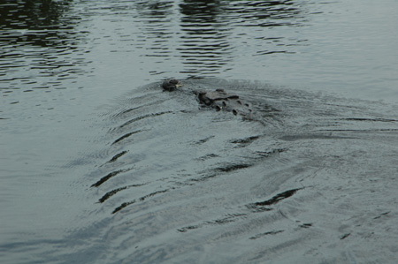 Croc