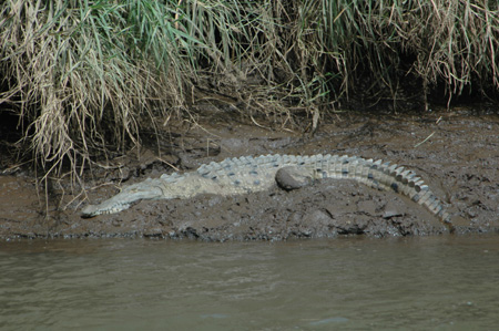 Crocodile