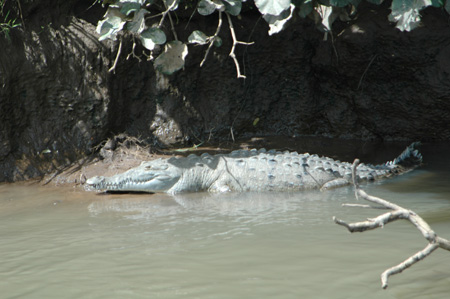 Crocodile