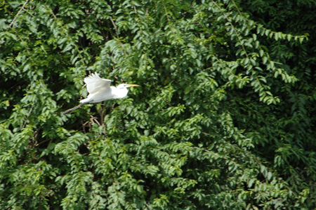 Egret