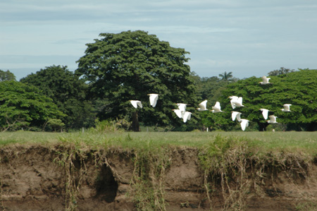Egrets