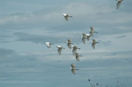 Egrets