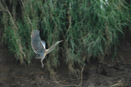 Heron