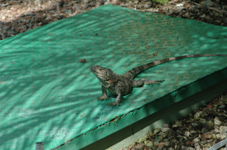 Iguana