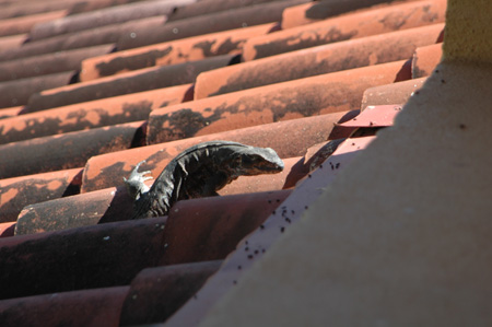 Lizard