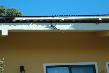 Lizard