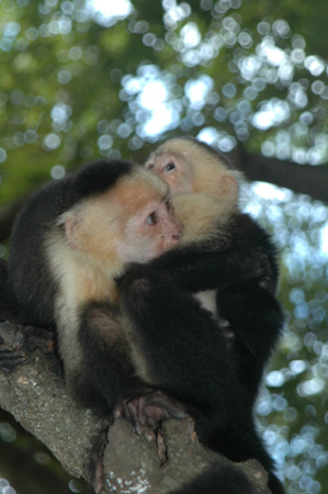 Monkey