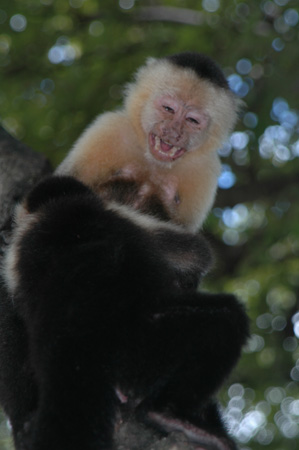 Monkey