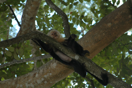 Monkey