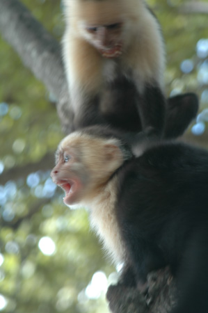 Monkeys