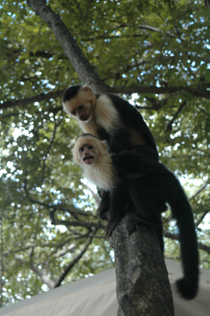 Monkeys