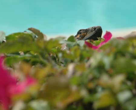 Peeking