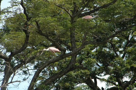 Spoonbills-2