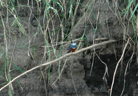 kingfisher
