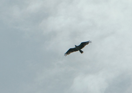 osprey