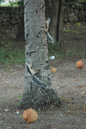 squirrels