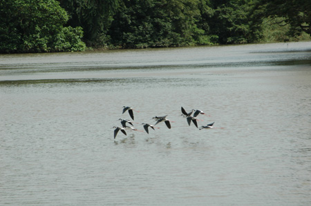 stilts