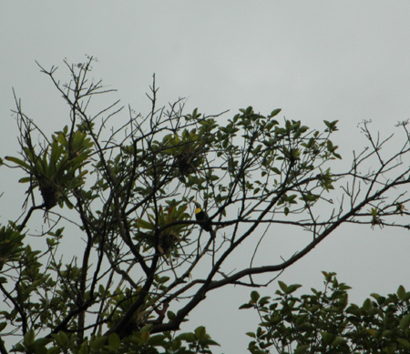 toucan