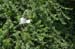 Egret