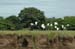 Egrets