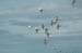 Egrets