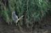 Heron