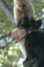 Monkeys