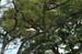 Spoonbills-2