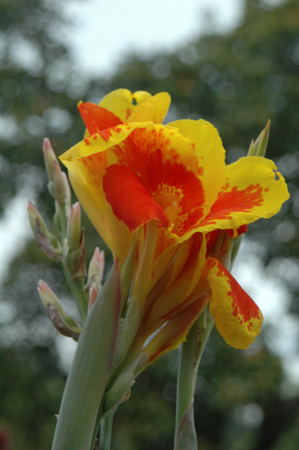 orange