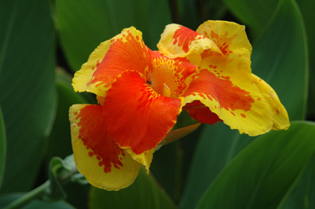 orange