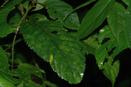 rain