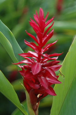 red