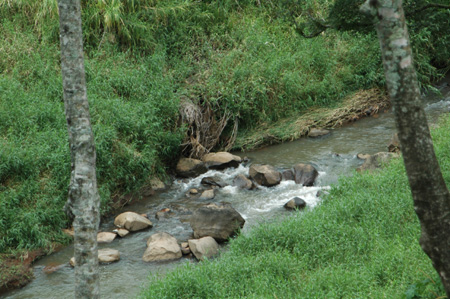 Stream
